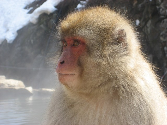 Onsen Monkey