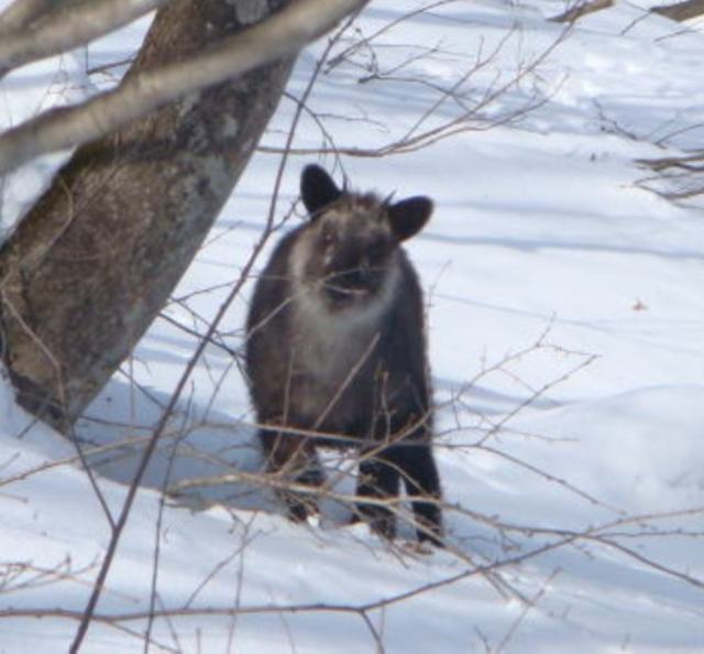 Kamoshika Kamoshika in Japan