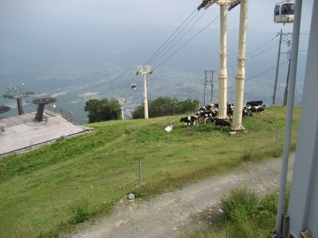 Cows on Happo