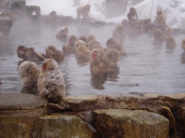 Monkey onsen