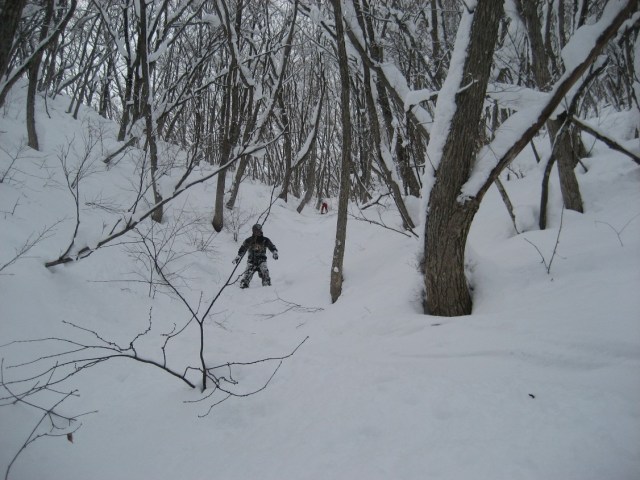 Hakuba small trees in the snow Hakuba
